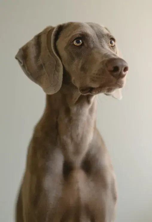 A canine companion